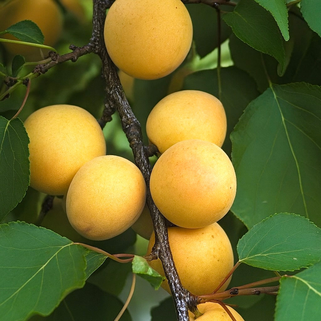 Sungold apricots ripening in a cluster on the branch