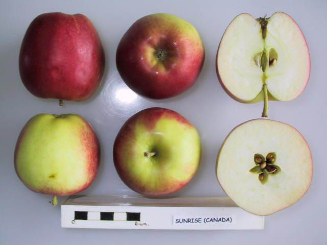 Sunrise (Canada) apple whole and cross-sectioned