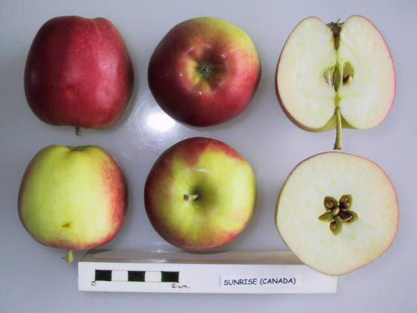 Sunrise (Canada) Apple