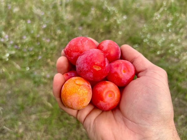 Superior Plum