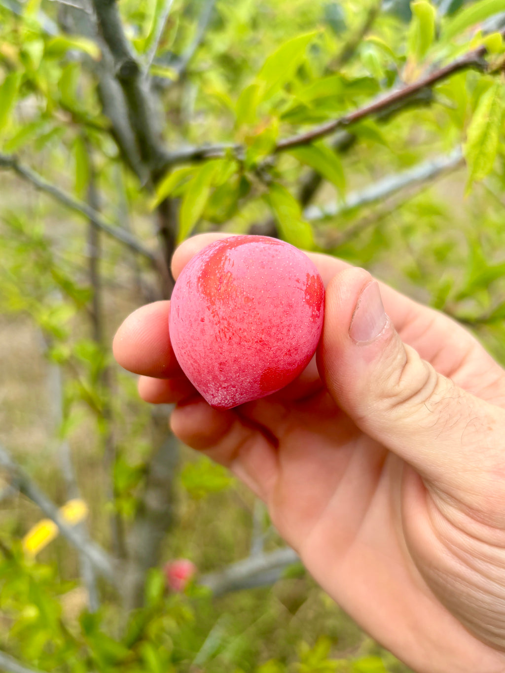 A large ripe Superior plum held in hand