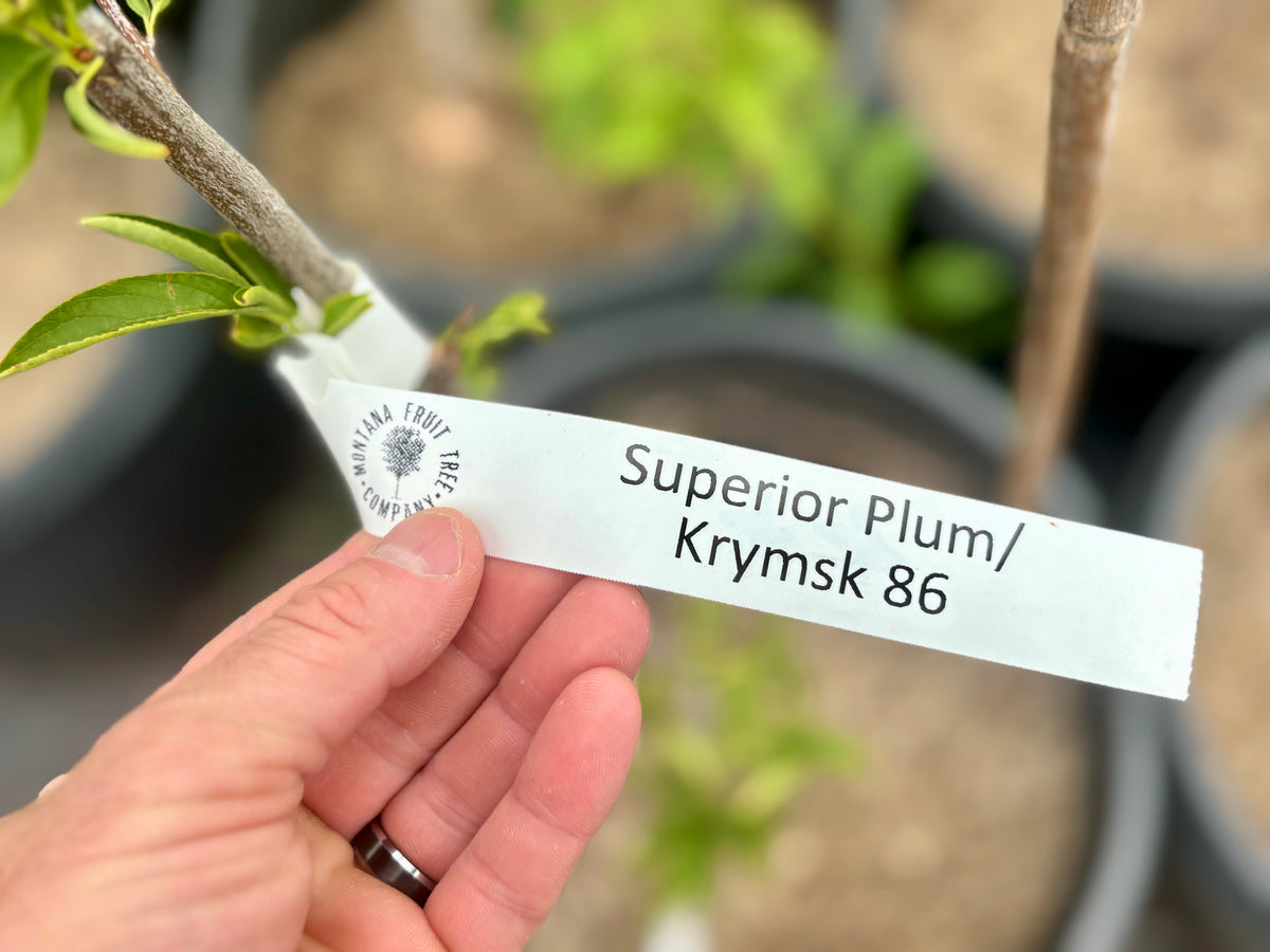 A Superior plum on Krymsk 86 rootstock with its nursery tag