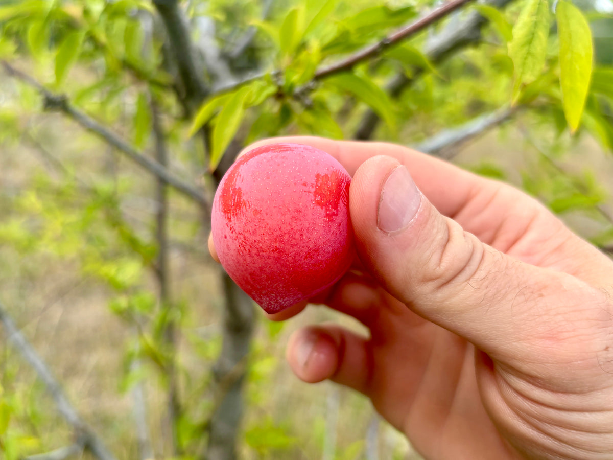 Picking a ripe Superior plum from the branch