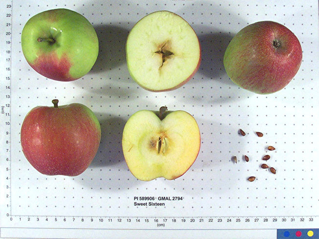 Sweet Sixteen apples shown whole and cut on a USDA measuring grid