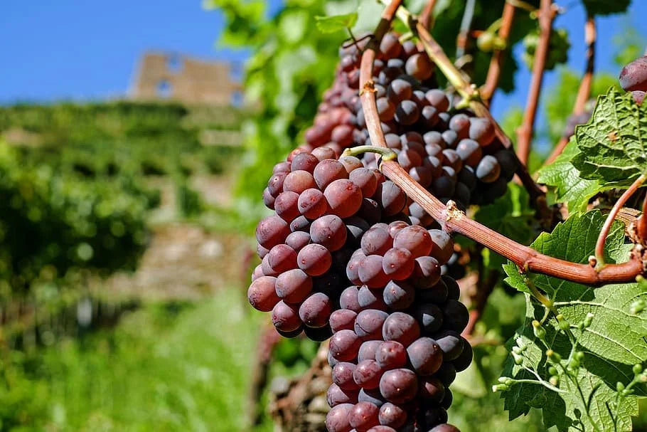 Swenson Red grape clusters ripening on the vine
