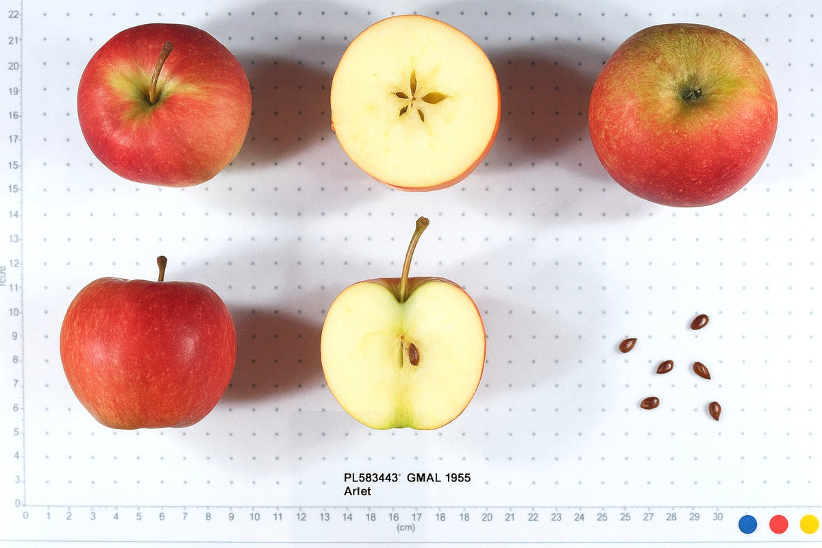 Swiss Gourmet (Arlet) apples shown whole and cut beside a size scale