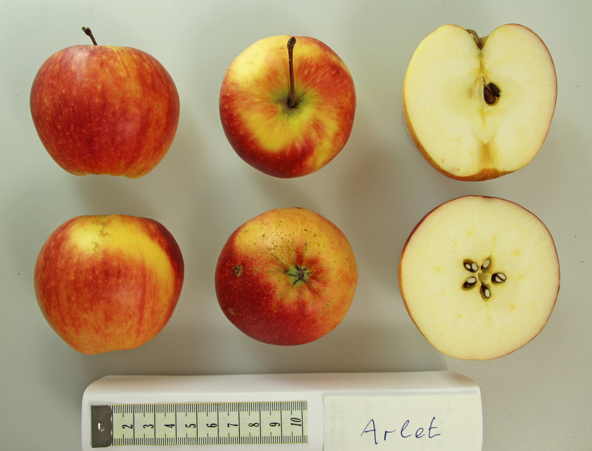 Swiss Gourmet (Arlet) apples whole and cut in half