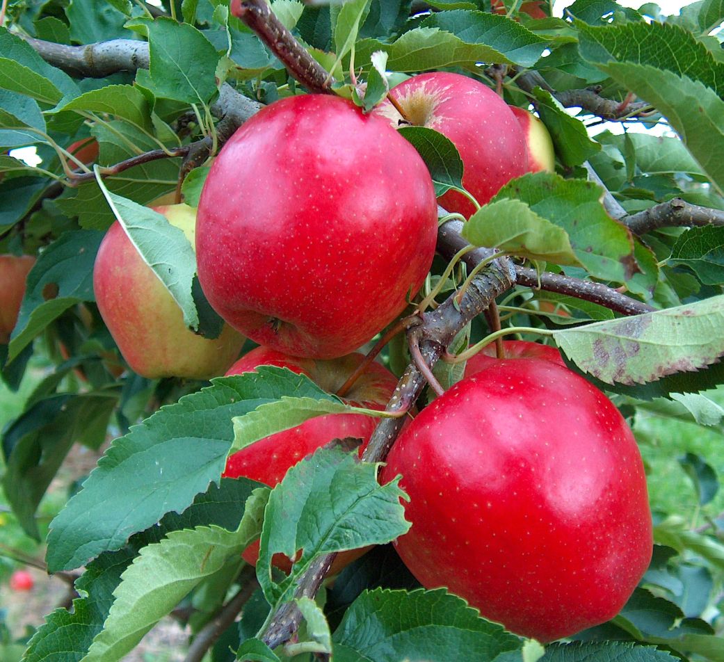 Swiss Gourmet (Arlet) apples ripening on the tree