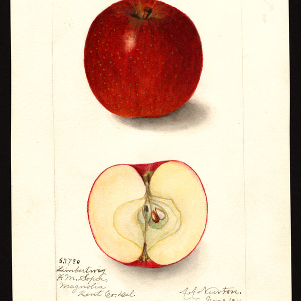 Historic USDA watercolor of the Limbertwig apple, representative of the family Swiss Limbertwig belongs to