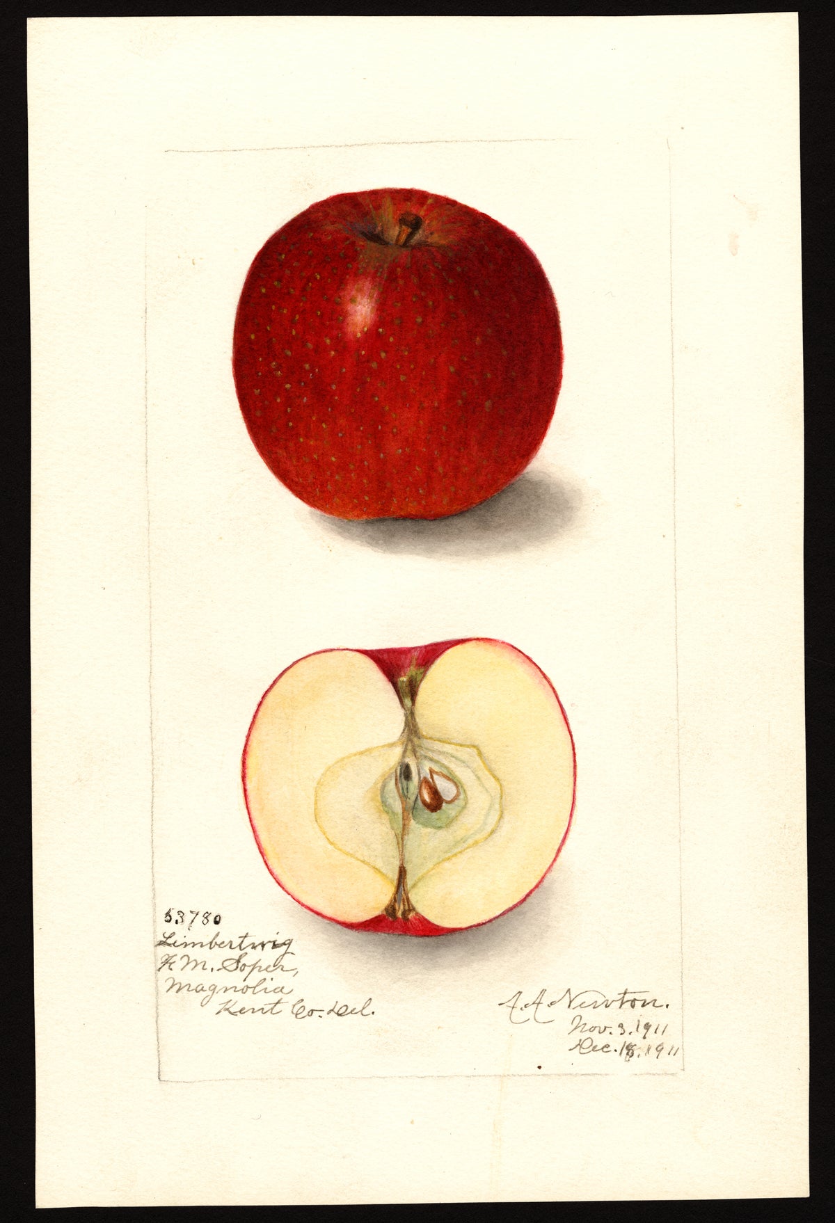 Historic USDA watercolor of the Limbertwig apple, representative of the family Swiss Limbertwig belongs to