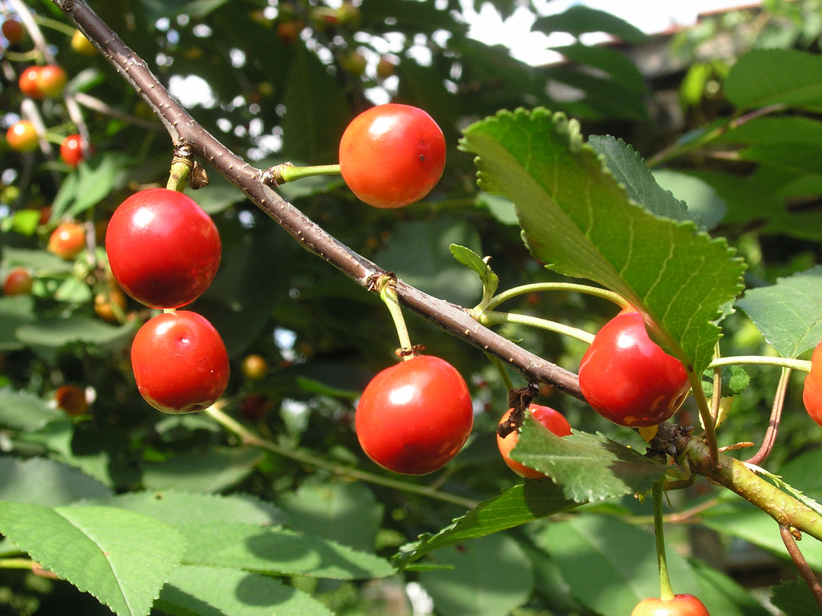 Representative photo of bright red tart cherries on the branch, not Meteor itself