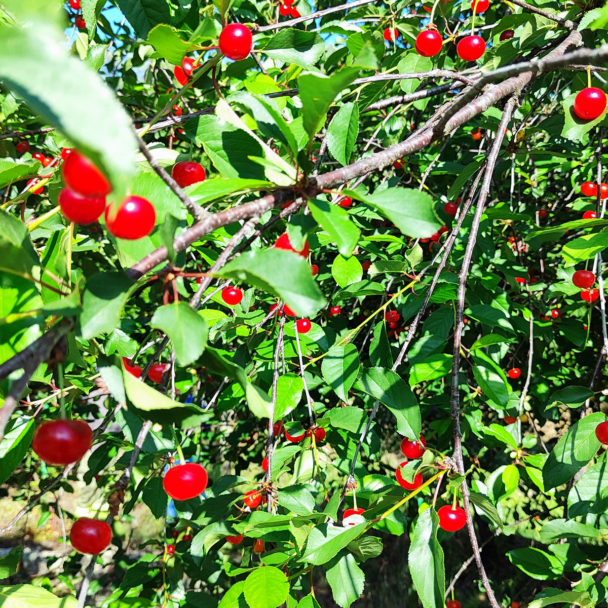 FE Tart Cherry (Spring 2027)