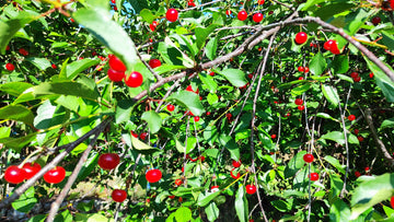 Representative photo of a tart cherry tree loaded with ripe red cherries, not FE itself