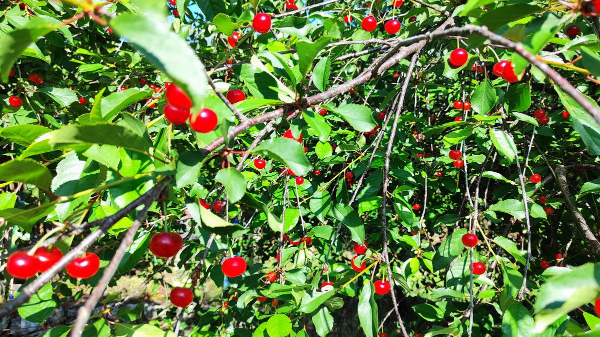 Representative photo of a tart cherry tree loaded with ripe red cherries, not FE itself