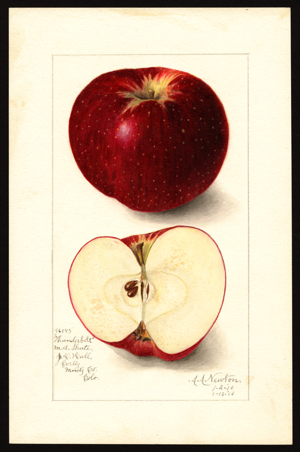 Thunderbolt Apple