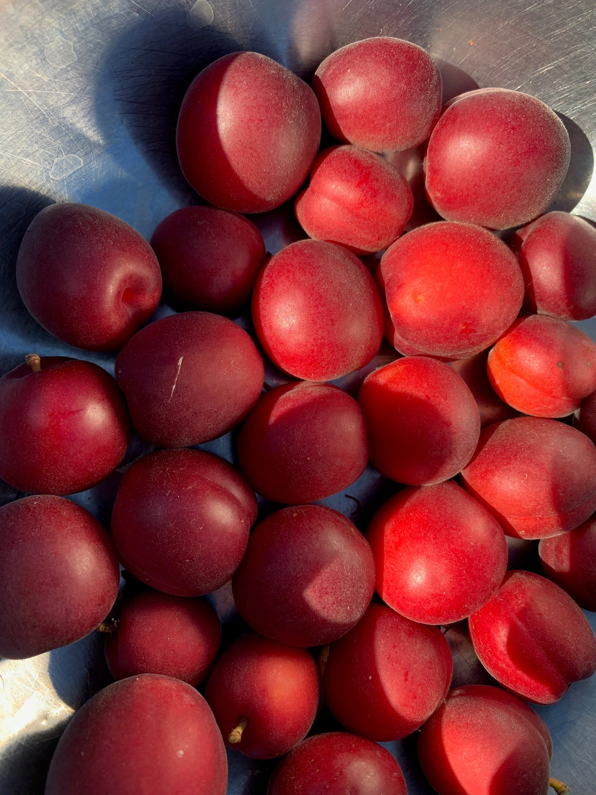 A crate of deep red Tipson plumcots at harvest