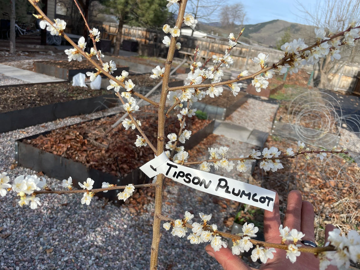 A labeled Tipson plumcot tree in early spring bloom