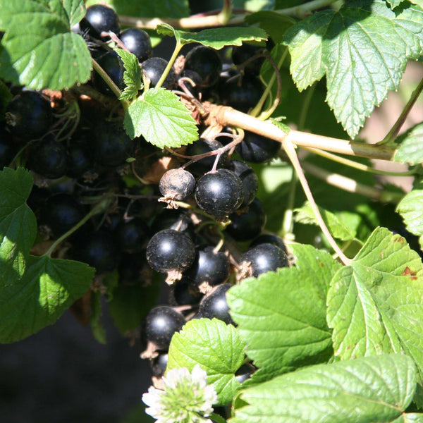 Ripe Titania black currants hanging on the bush