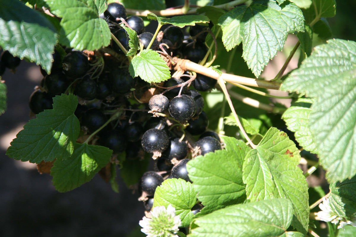 Ripe Titania black currants hanging on the bush