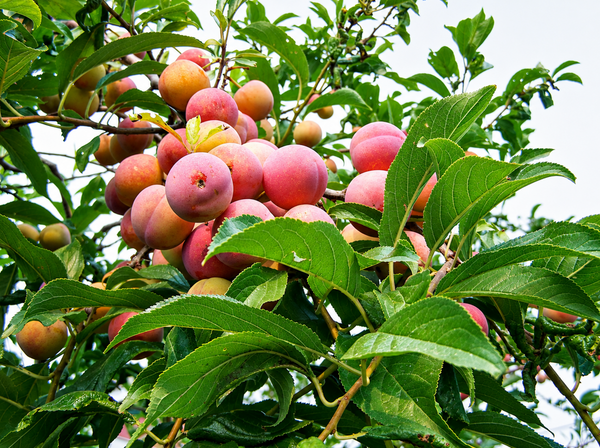 Toka Plum