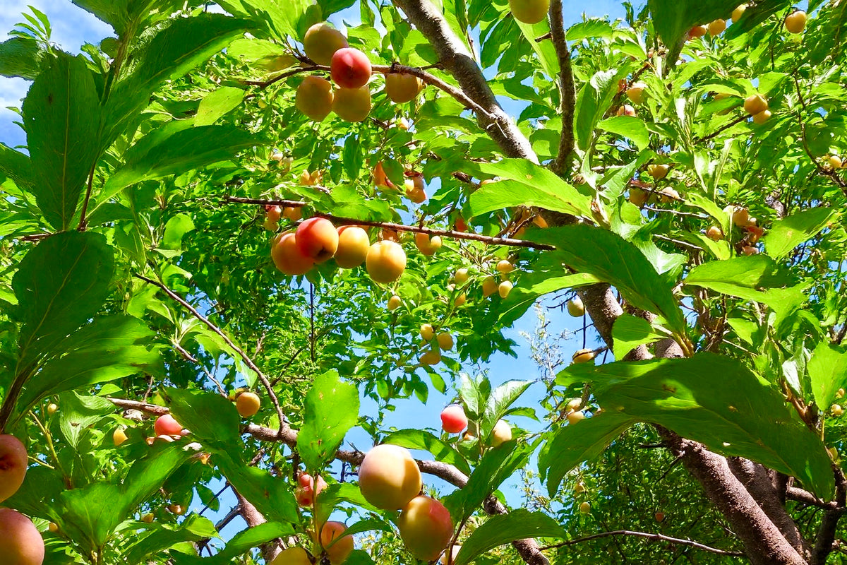 A Toka plum tree carrying ripening fruit