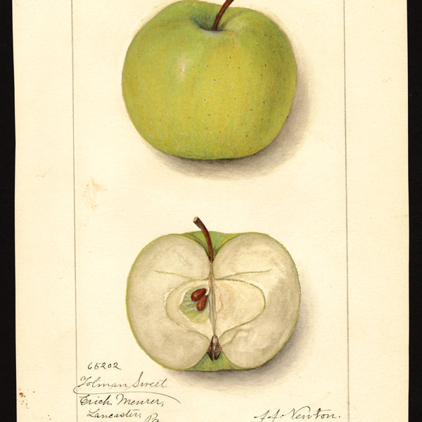 USDA pomological watercolor of the Tolman Sweet apple