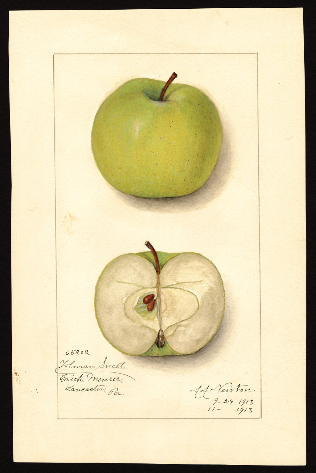 USDA pomological watercolor of the Tolman Sweet apple