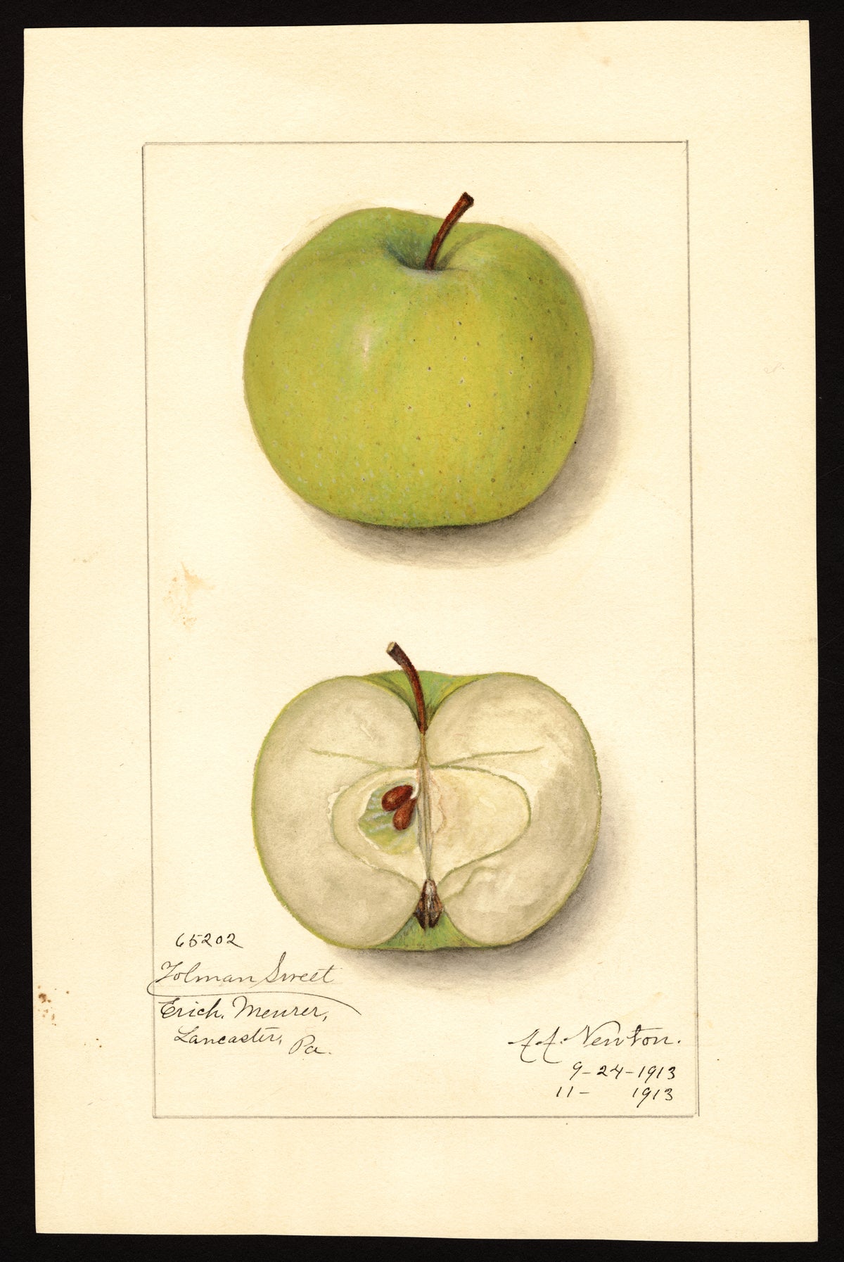 USDA pomological watercolor of the Tolman Sweet apple