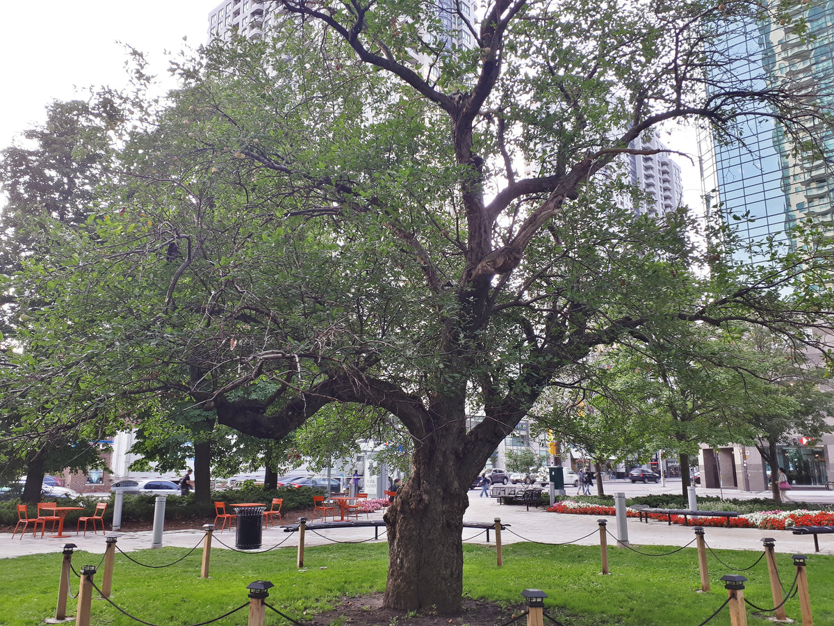 The heritage Tolman Sweet apple tree at Gibson Square in Toronto, the last tree of David Gibson's orchard