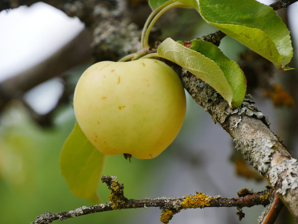 Representative photo of a pale yellow apple on the branch (Yellow Transparent), not Tolman Sweet itself