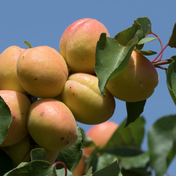 Representative photo of ripe apricots on the tree, not Tomcot itself