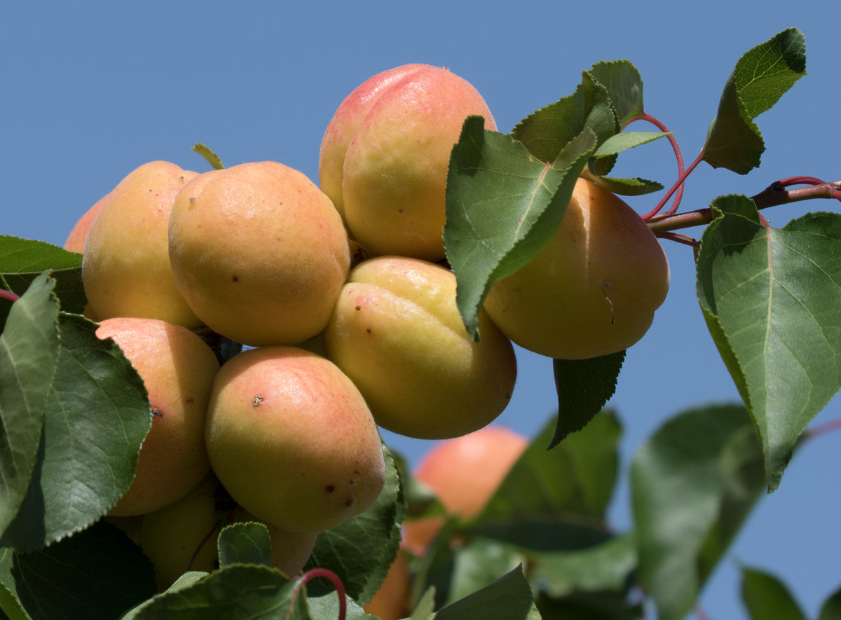 Representative photo of ripe apricots on the tree, not Tomcot itself