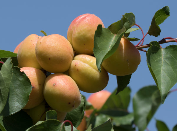 Tomcot Apricot