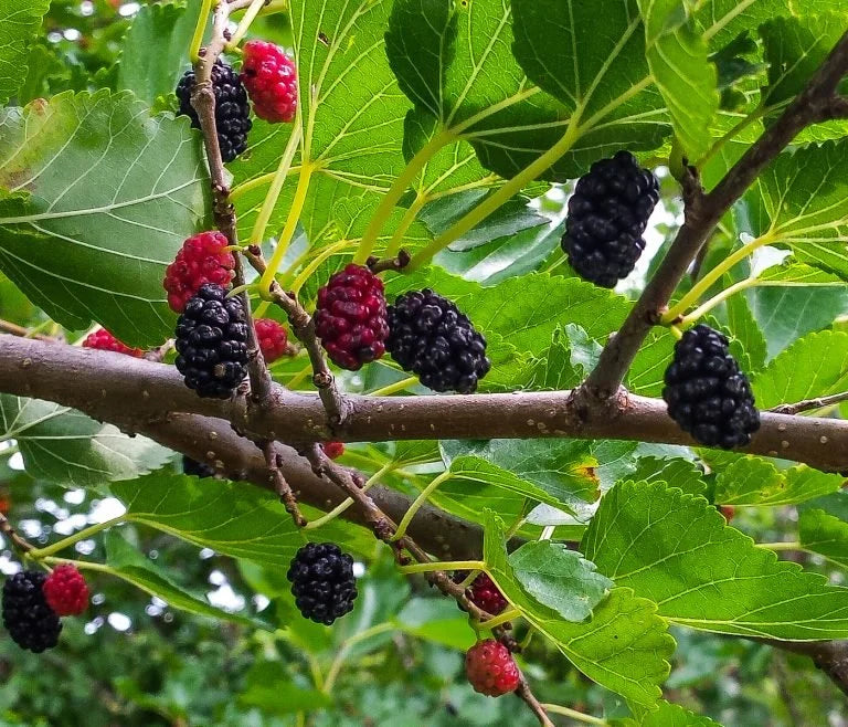 Ripe dark Trader mulberries on the branch