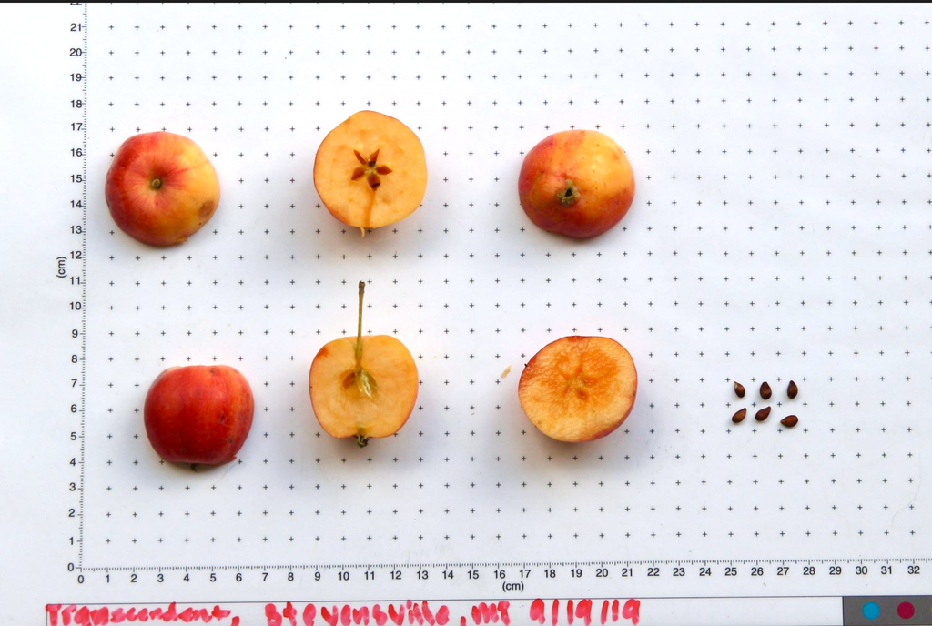 Transcendent crabapples shown whole and cut beside a size scale