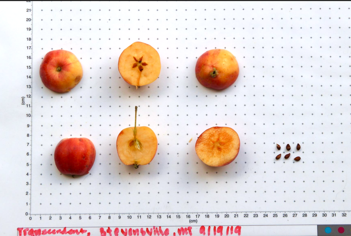 Transcendent crabapples shown whole and cut beside a size scale