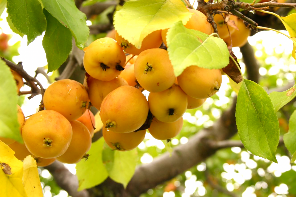 Transcendent crabapples ripening on the branch