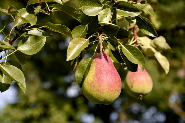Ubileen Pear