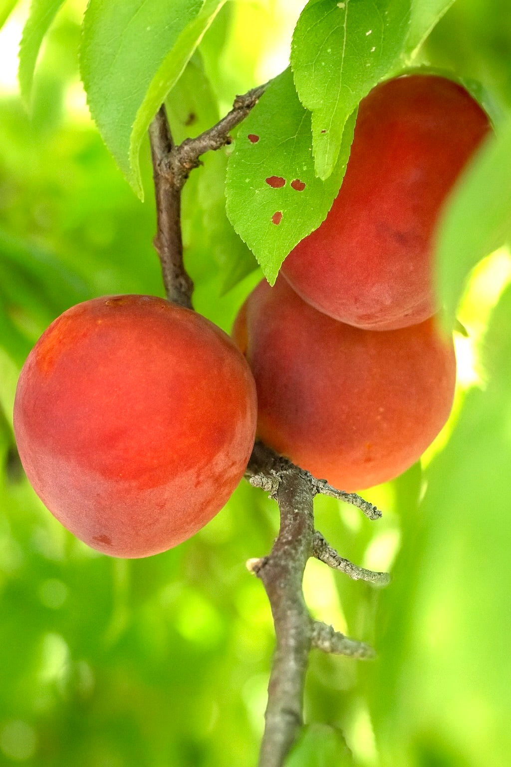 Underwood plums ripening on the branch