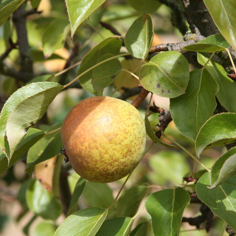 Ure Pear (Spring 2027)