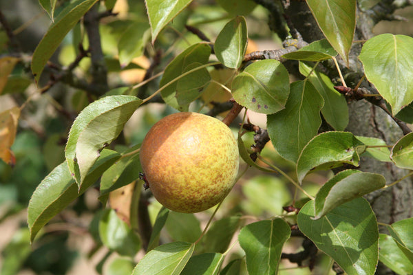 Ure Pear (Spring 2027)