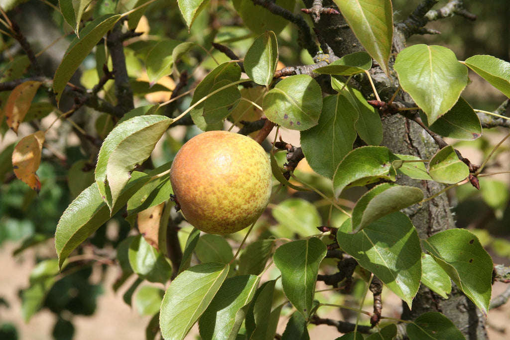 An Ure pear ripening on the tree