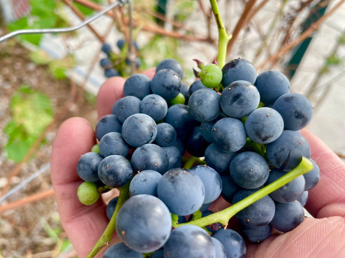 A dense cluster of ripe Valiant grapes