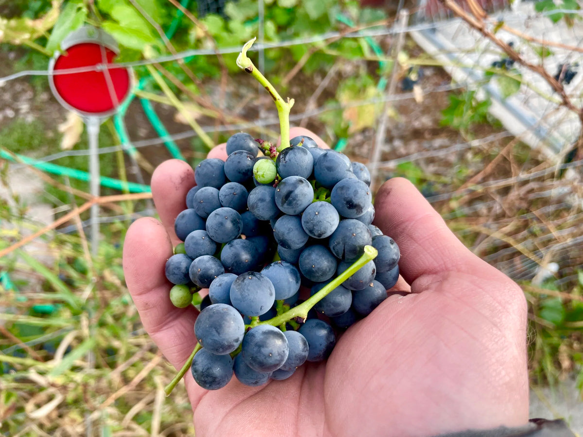 A hand holding a freshly cut cluster of Valiant grapes