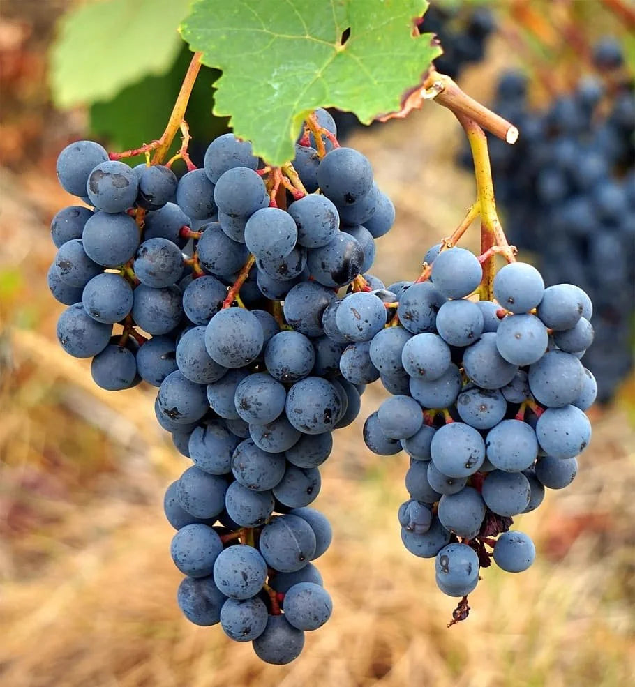 Valiant grape clusters ripening on the vine