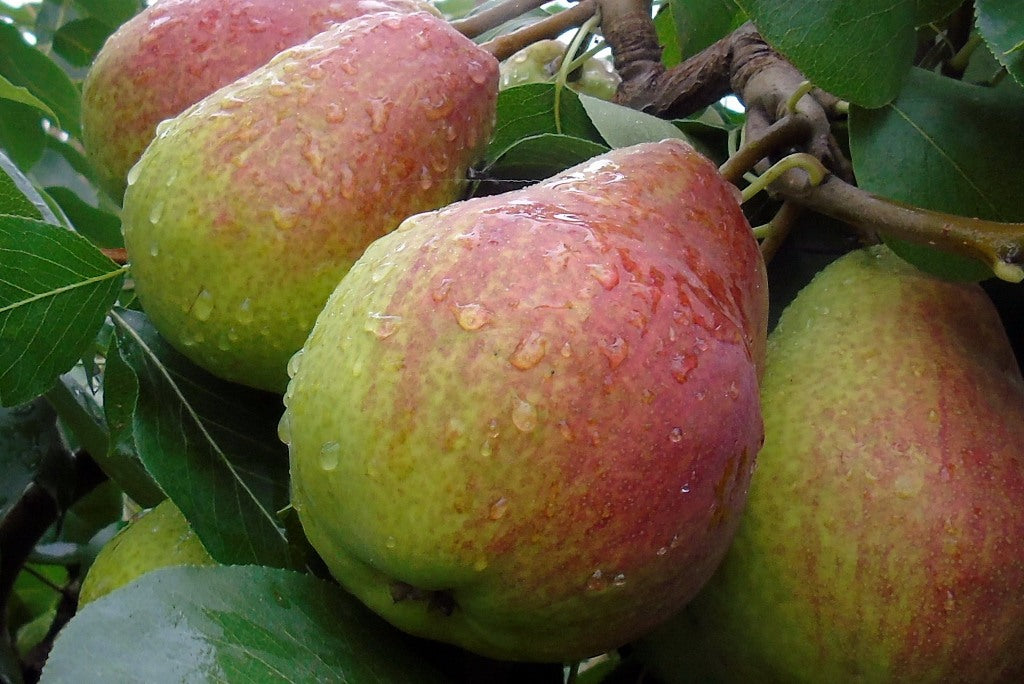 Vekovaya pears ripening on the branch