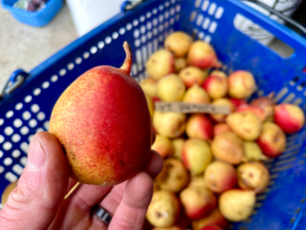 A Vermont Beauty pear seedling pear held above the harvest crate