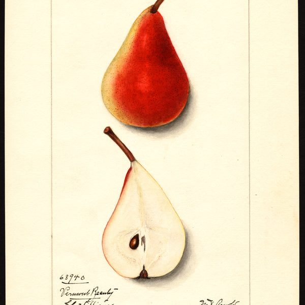 USDA pomological watercolor of the Vermont Beauty pear