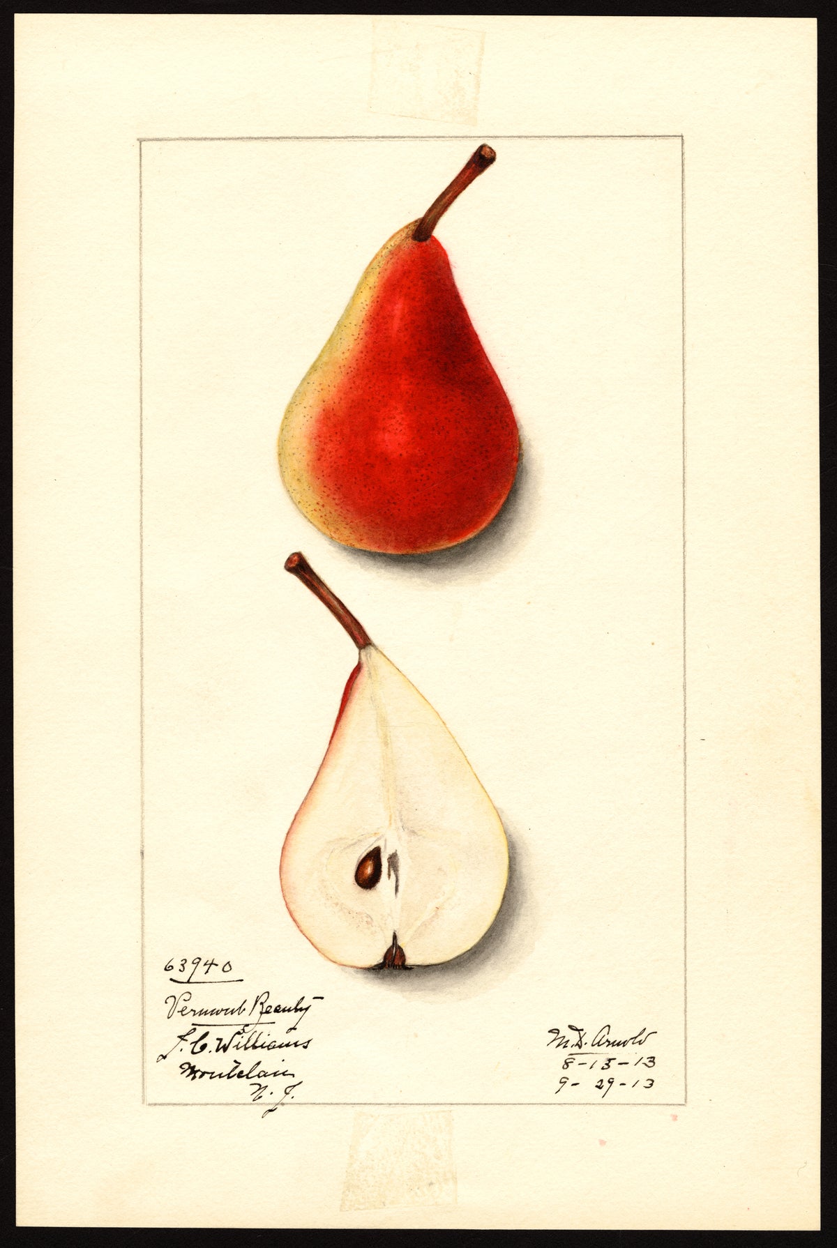 USDA pomological watercolor of the Vermont Beauty pear