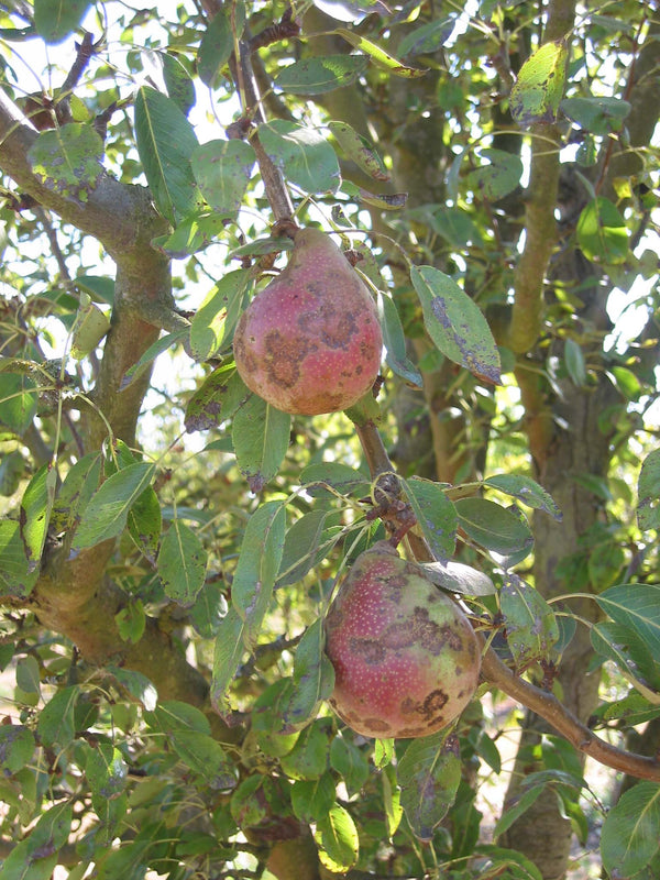 Vermont Beauty Pear (Spring 2027)
